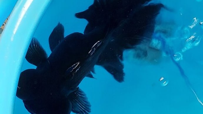 金魚の病気。