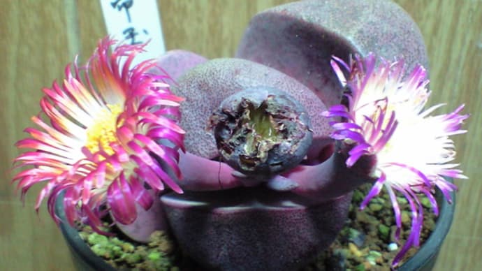 同じ株なのに色違いの花が