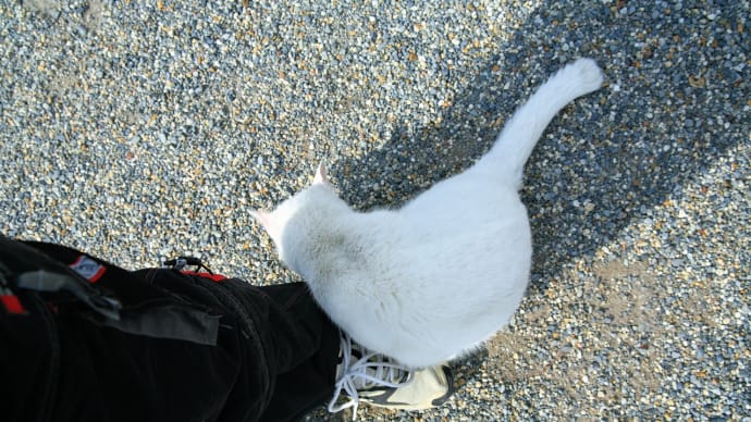 光と影~東寺で生きていた猫たち チョビが殺される?!