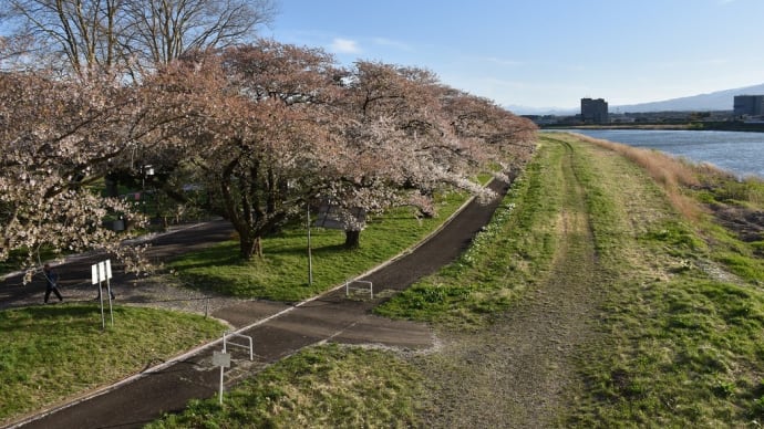 さくら狩り 岩手県北上市 みちのく三大桜名所 北上展勝地さくらまつり2022(2)北上川川沿いの桜並木