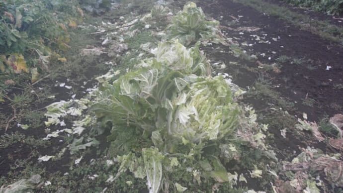 野菜が食われ始めました