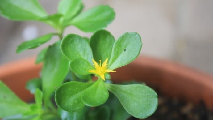 この花はもしかして?<玉ねぎ麹の作り方>