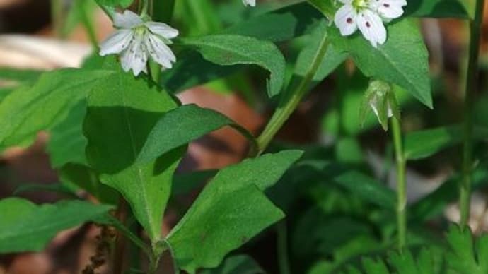 春の花と小さな生き物たち