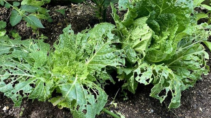 Oh, my Goodness! ナメクジよ、うちの野菜になんてことをしてくれたんだ!