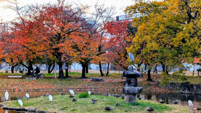 住吉公園の鳥たち 12月8日♫