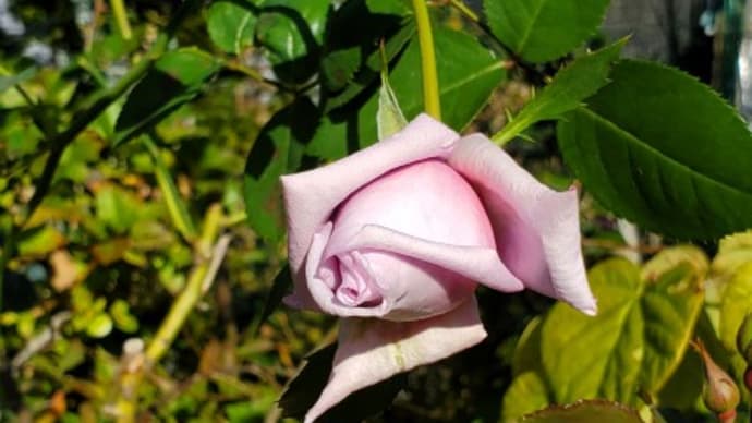 蕾の美しいピンクのバラ
