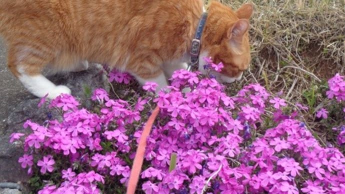 あきらめない猫