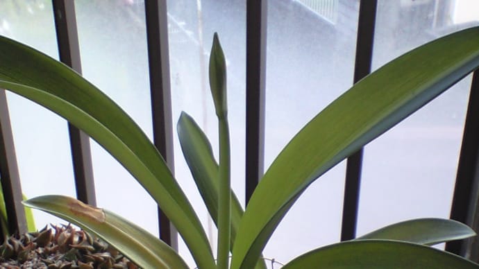 黄筋アマリリス 画像を忘れていました 花の画像を追加します