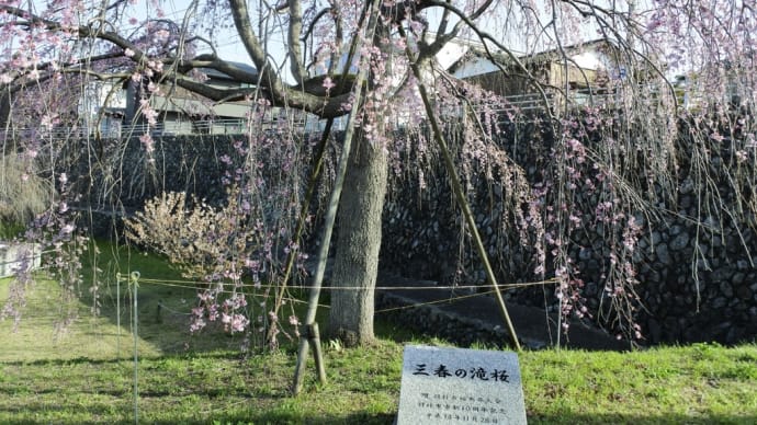 三春の滝桜と玉川温泉