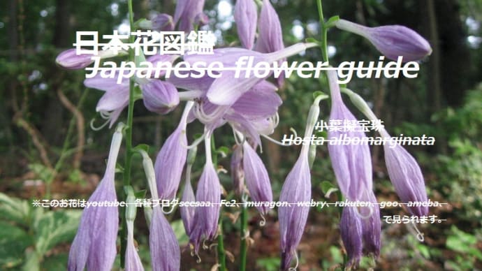 林に野の百合?!Wild lilies in the forest? !