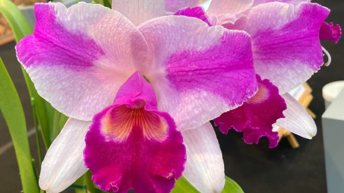 ◇Rlc. Dream Color‘Hinano Tachibana’