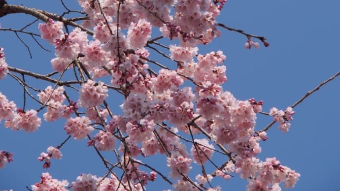 桜　vs　もみじ　in　京都
