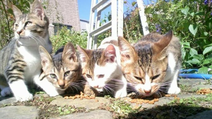 地域猫活動は誰のため