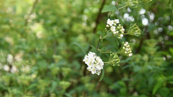 わが家の花日記 コデマリ、ヤマブキ、イカリソウ 他