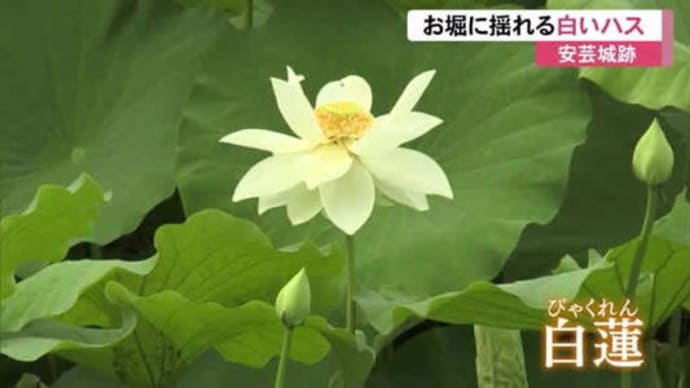 高知市安芸城跡の白いハスの花『白蓮』見頃！　2023年7月19日（水）
