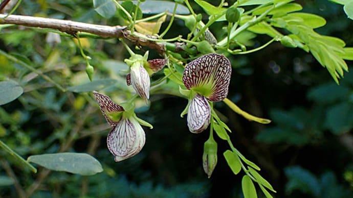 沿海地の植物:ハマセンナ
