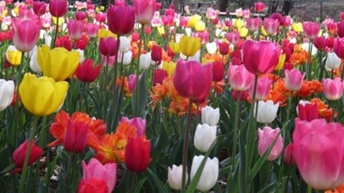 森林公園~早咲チューリップと春の妖精