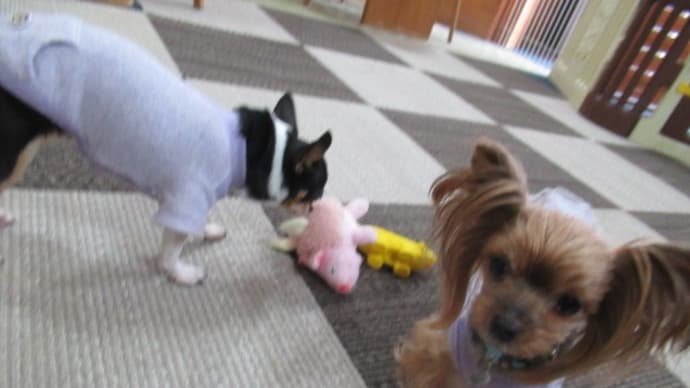 20/01/31 犬の幼稚園BuddyDog