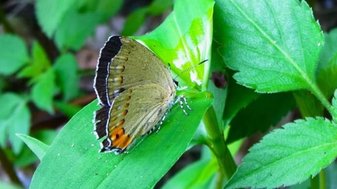 ウラキンシジミ Ussuriana stygiana :蜆蝶は難しい!
