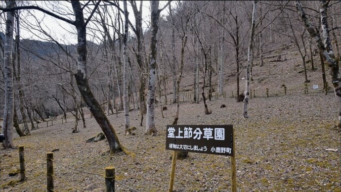 堂上節分草園(小鹿野町両神地域)