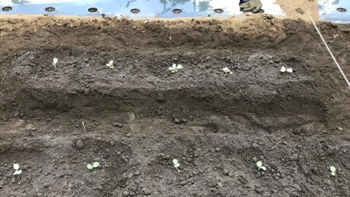 Hilo’s Farm ブロッコリー,キャベツ,カリフラワー 苗の定植 人参の発芽