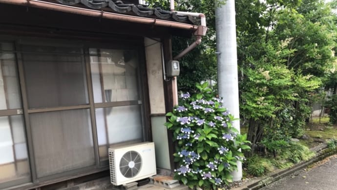 寂しげなアジサイ