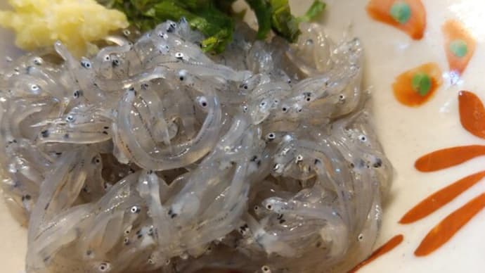 朝どれ生しらす