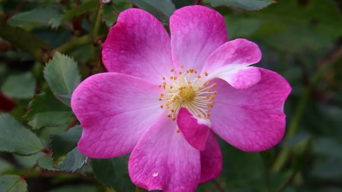 ロイズ本社の秋の薔薇6-3