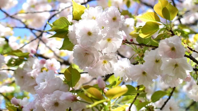春空に白い八重桜。