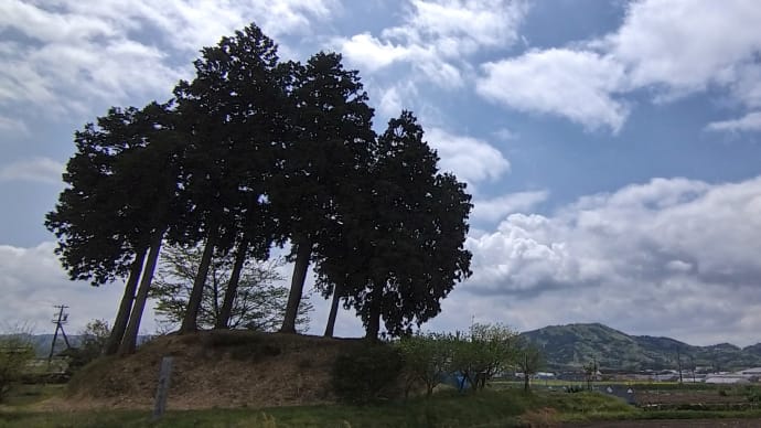 長野峠越えの前に「菜の花畑」、「新大仏寺」で御衣黄桜(ギョイコウザクラ)新緑と共に