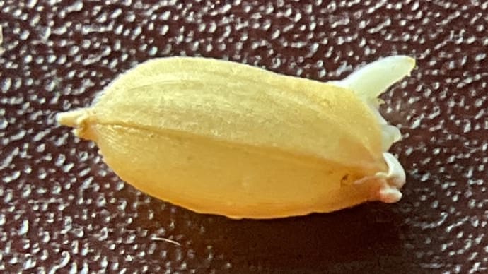 素人さんがお米を作る「①種もみ下ろし」