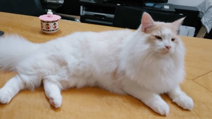 ボクお留守番