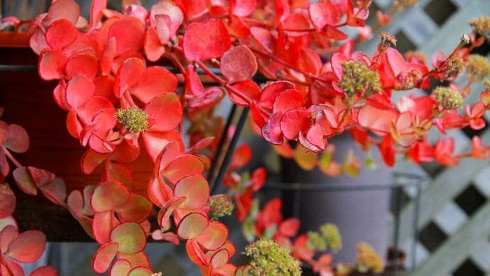 初冬の庭の花。。。