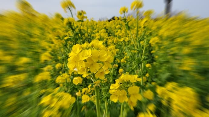 菜の花畑に