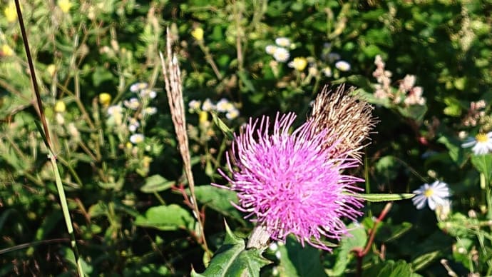 #274 -’21. 八ヶ岳自然文化園のお花たち(その一)