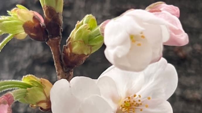 🌸桜🌸パトロール①隅田川沿い🌸