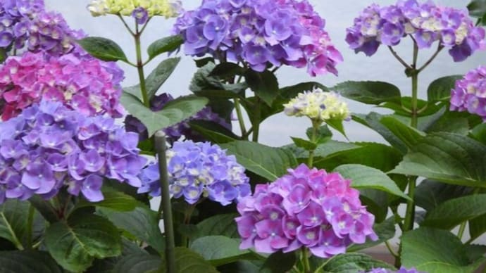 霧雨に濡れる紫陽花が小さな庭を彩っています