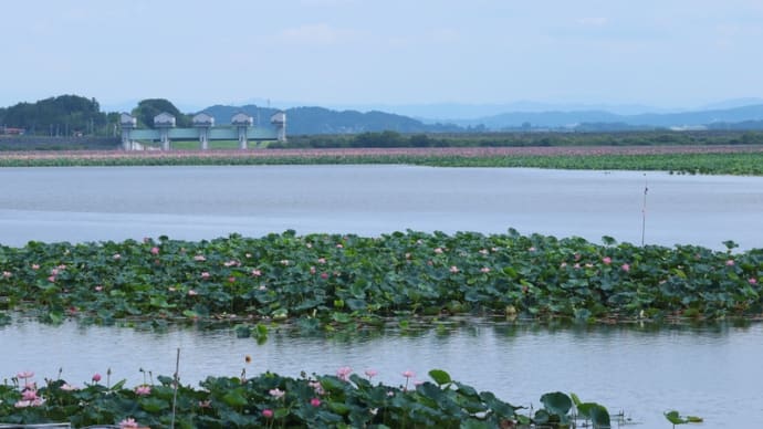 蓮沼に映る空:登米市長沼ボート場にて「はすまつり」(8月) 〜by空倶楽部