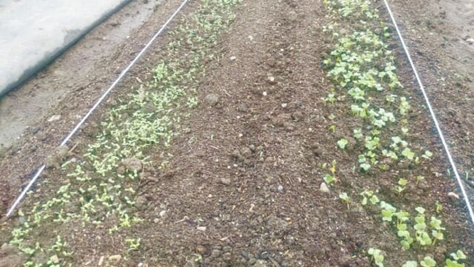 葉物野菜が発芽してきました。