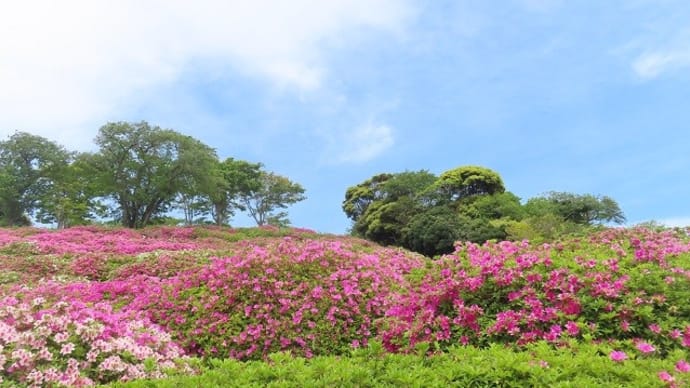 太田和つつじの丘でお散歩~青空とツツジのコラボ