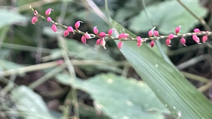 水引の花