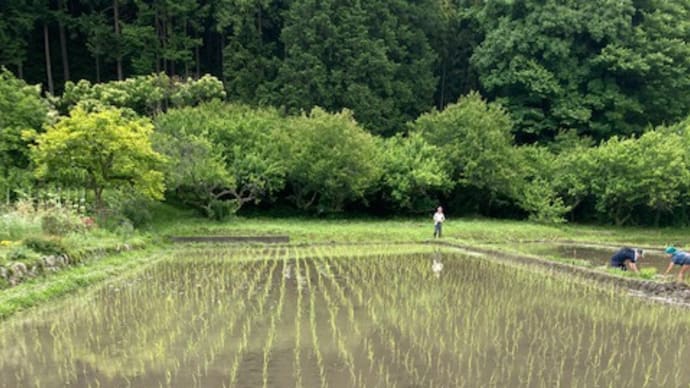 田植え