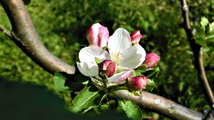 2021・4・20 横浜市こども植物園はニュートンのリンゴの花咲く。ハナイカダが可愛い。