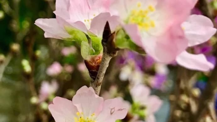 啓翁桜@山形県山形市