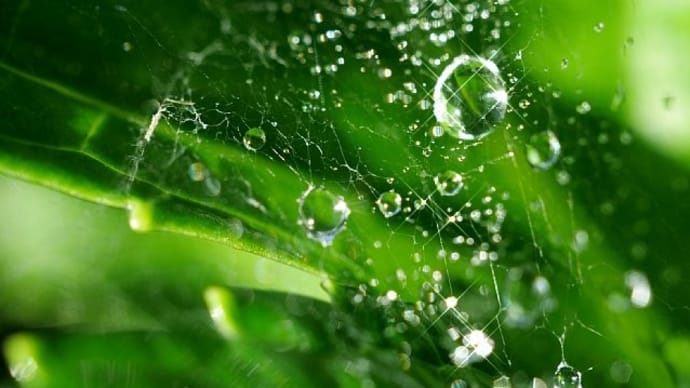雨上がりの庭先で煌めく水滴