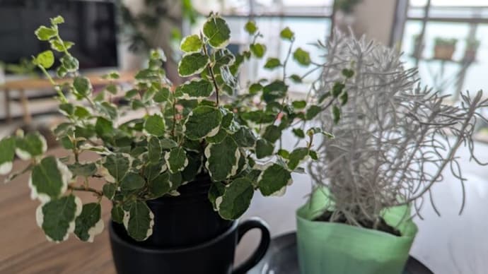 植替え