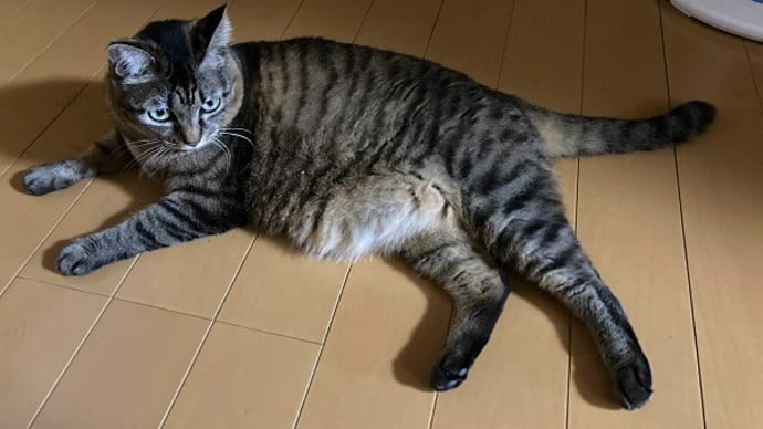 犬と猫の暮らしは2,4和裁教室日~中学生男子花火にしじら着る🎵