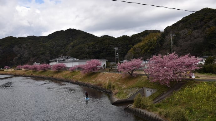 さくら・菜の花狩り 静岡県賀茂郡南伊豆町 第25回みなみの桜と菜の花まつり(3)河津桜満開見頃です