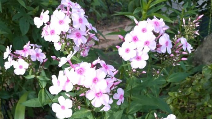 ブログ花友さんとオソロの花達