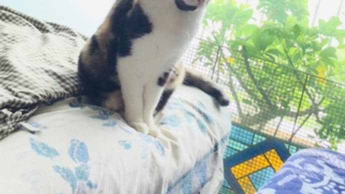 ナナちゃんと昼寝